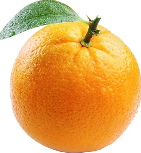 نهال پرتقال بیروتی مجلسی